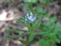 Asperula arvensis