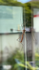 Tipula paludosa