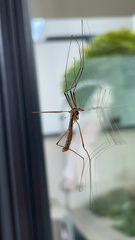 Tipula paludosa