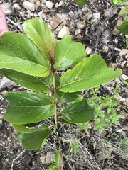 Colubrina arborescens