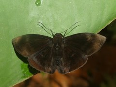 Aethilla echina echina