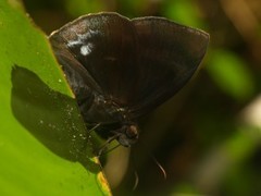 Aethilla echina echina