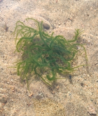 Draparnaldioides baicalensis