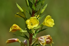 Oenothera rubricaulis