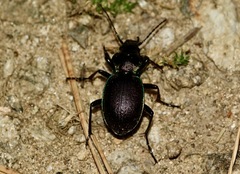 Carabus guadarramus
