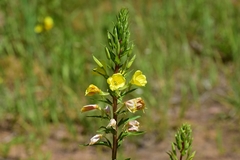 Oenothera rubricaulis