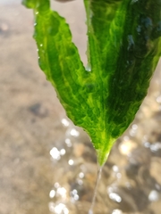 Draparnaldioides baicalensis