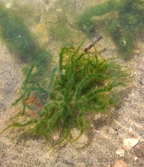 Draparnaldioides baicalensis