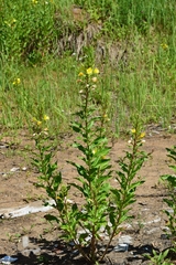 Oenothera rubricaulis