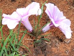 Ipomoea bolusiana