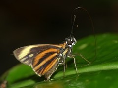 Carystus rufoventris