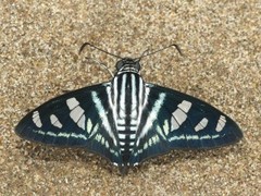 Jemadia gnetus