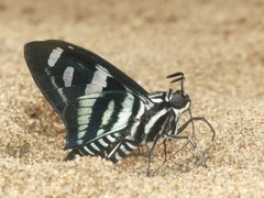Jemadia gnetus