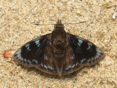 Mictris crispus