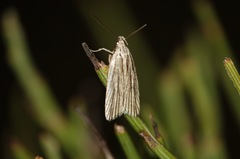 Agonopterix umbellana