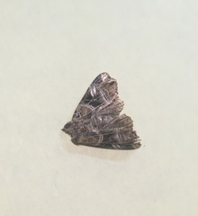 Callopistria repleta