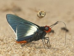 Pyrrhopygopsis socrates