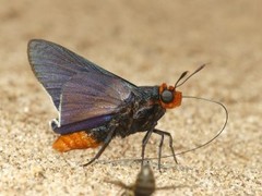 Pyrrhopygopsis socrates