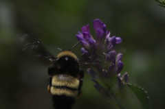 Bombus pensylvanicus