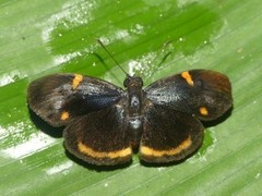 Charidia lucaria