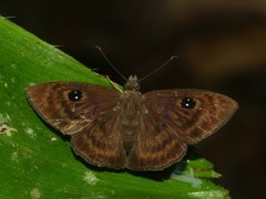 Myrinia