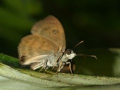 Myrinia