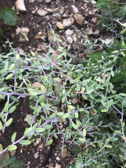 Castela erecta