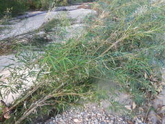 Salix schwerinii