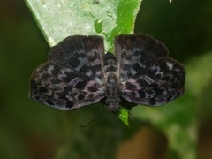 Cycloglypha thrasibulus thrasibulus