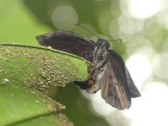 Cycloglypha thrasibulus thrasibulus