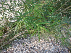 Salix schwerinii