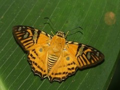 Myscelus nobilis
