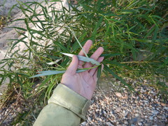 Salix schwerinii