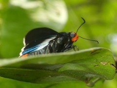 Passova passova