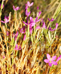 Centaurium littorale uliginosum