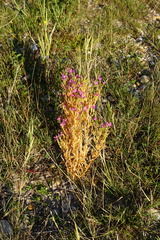 Centaurium littorale uliginosum