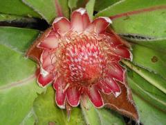 Protea caespitosa