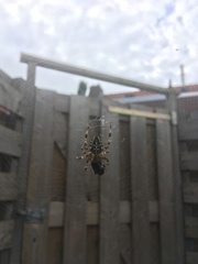 Araneus diadematus