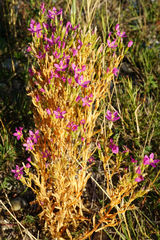 Centaurium littorale uliginosum