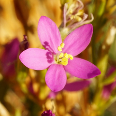 Centaurium littorale uliginosum