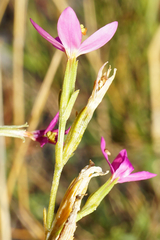 Centaurium littorale uliginosum