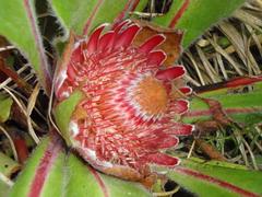 Protea caespitosa