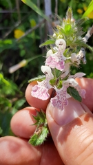 Stachys bolusii
