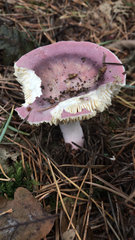 Russula