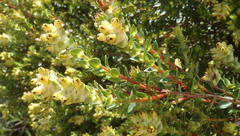 Penaea cneorum ruscifolia