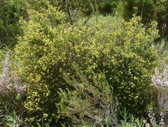 Penaea cneorum ruscifolia