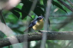 Cossypha cyanocampter