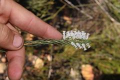 Erica albens longiflora