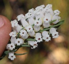 Erica albens longiflora