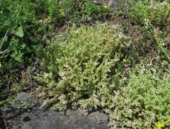 Sedum gracile